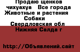 Продаю щенков чихуахуа - Все города Животные и растения » Собаки   . Свердловская обл.,Нижняя Салда г.